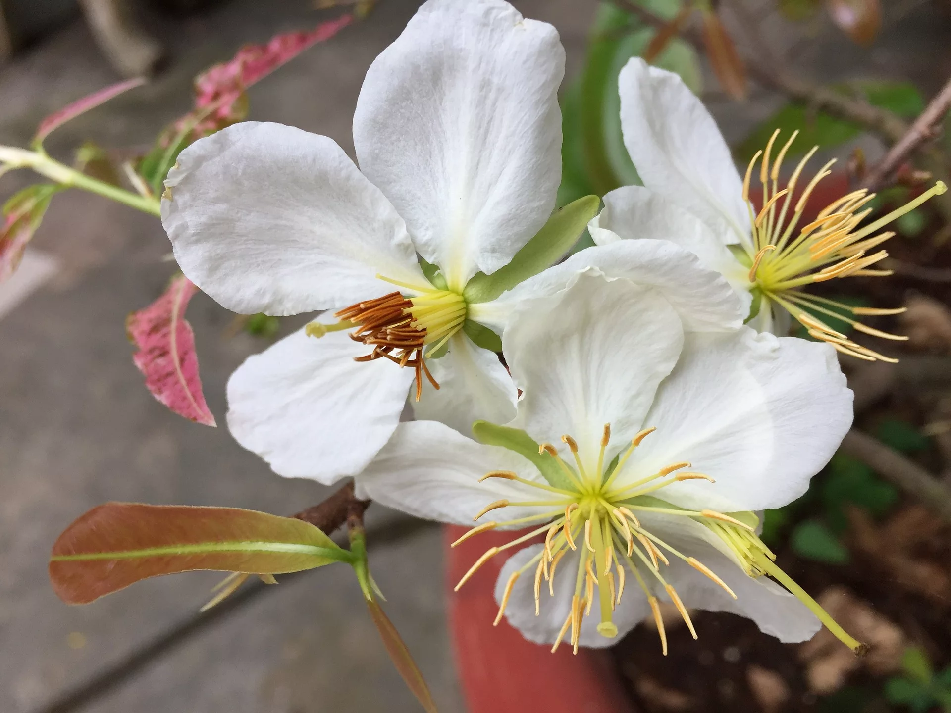 Fleurs de cerisier Isabeau Dubus conseillère agréée en Fleurs de Bach