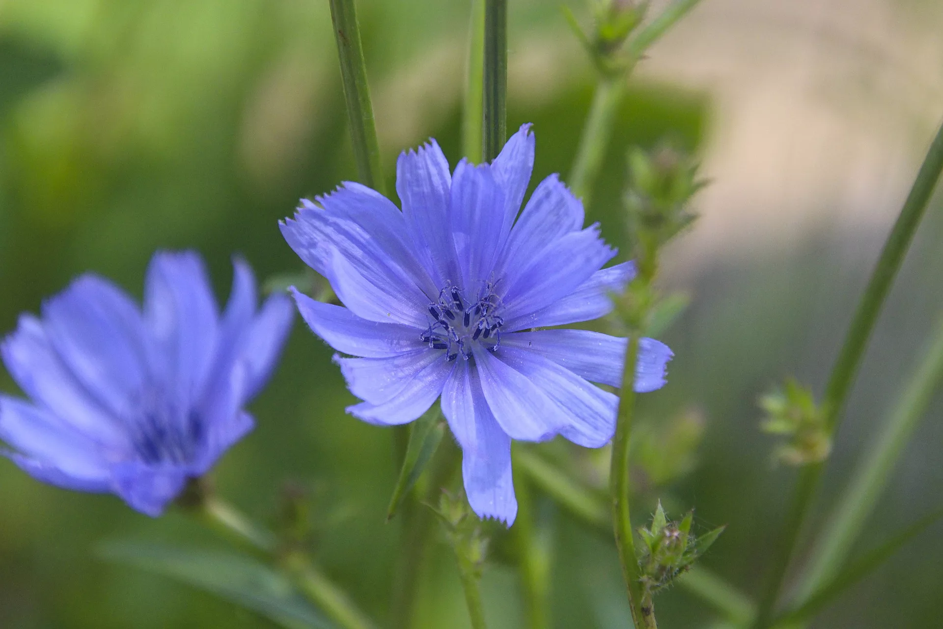 Fleurs de Bleuet