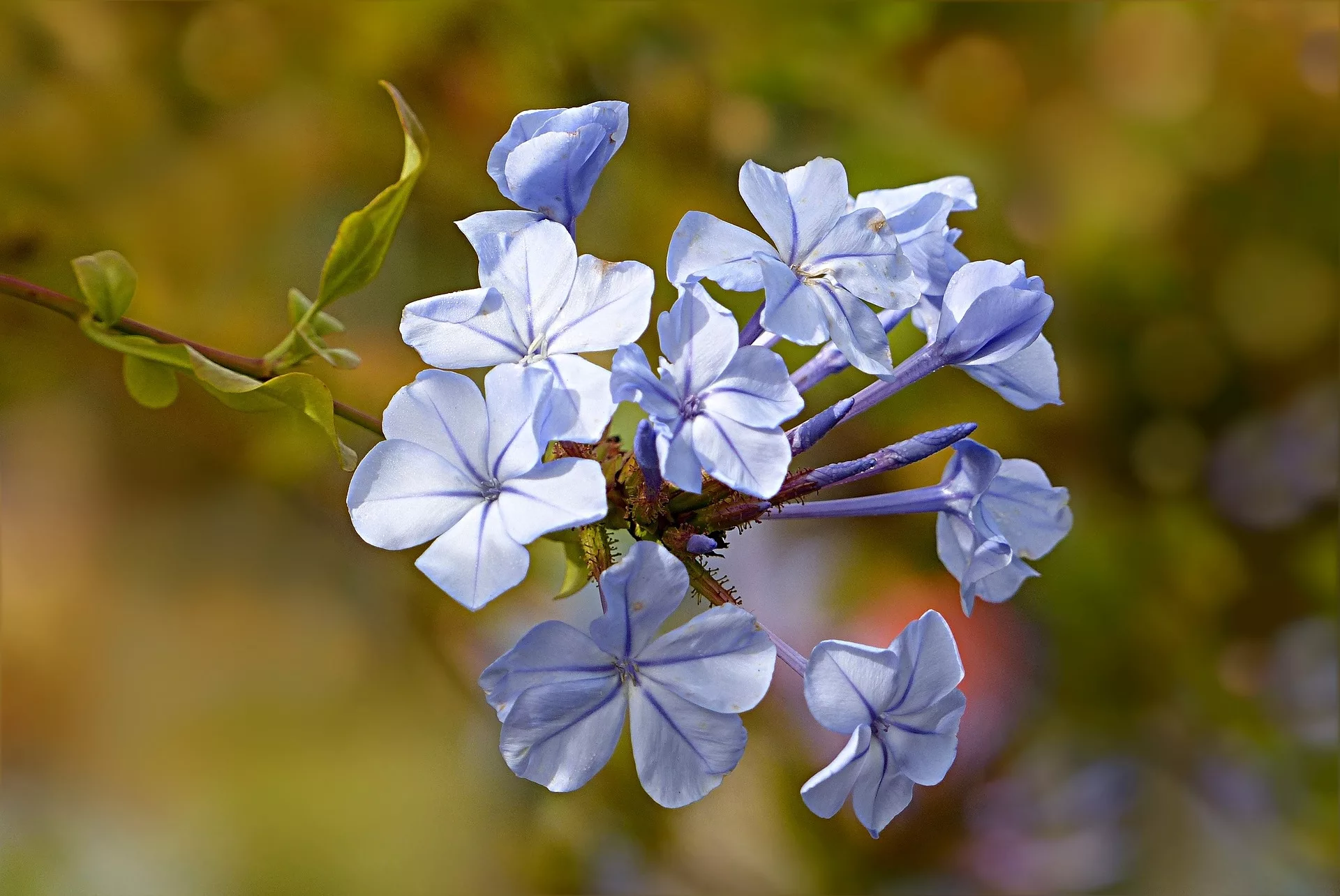 Plumbago ou Dentellaire du Cap